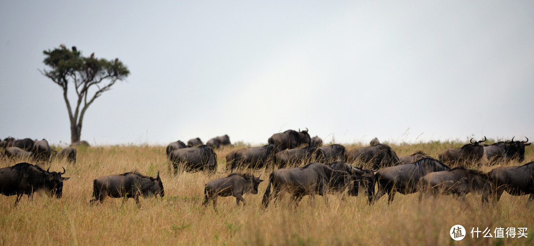 角马（wildebeest），也叫牛羚，是动物大迁徙的主角，也是这片草原上最勤快的动物，一年四季不停的追寻青草，一路被追杀，一路又繁衍生息