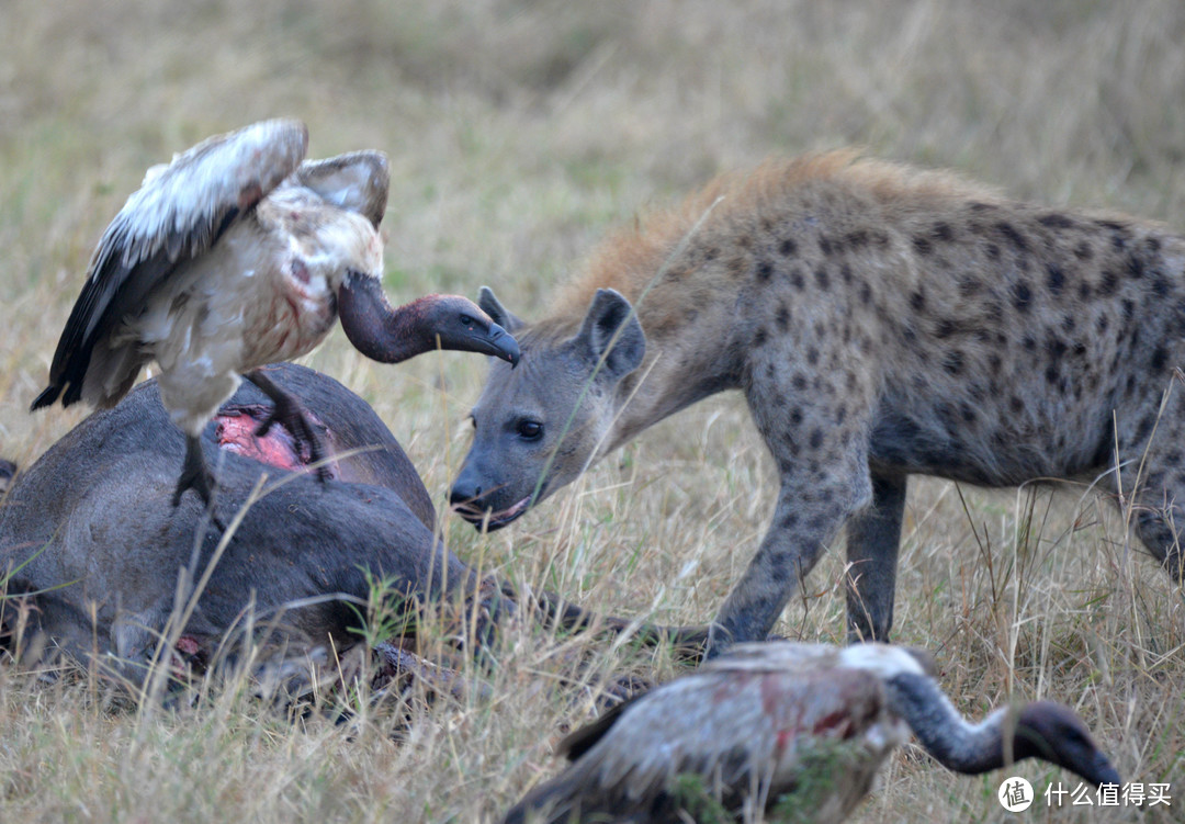 斑点鬣狗（spotted hyaena），脾性凶猛，是*级掠食者，它的到来使秃鹫们让出C位