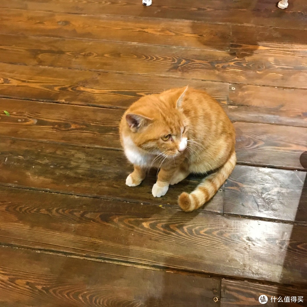 跟到餐厅里蹭早餐的猫妈，闺女也很爱喂，这猫最爱吃香肠