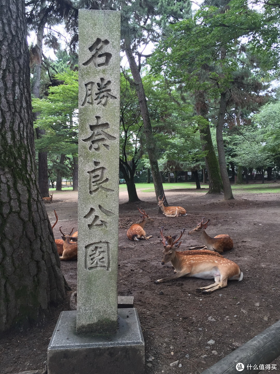 奈良公园入口处懒散的小鹿