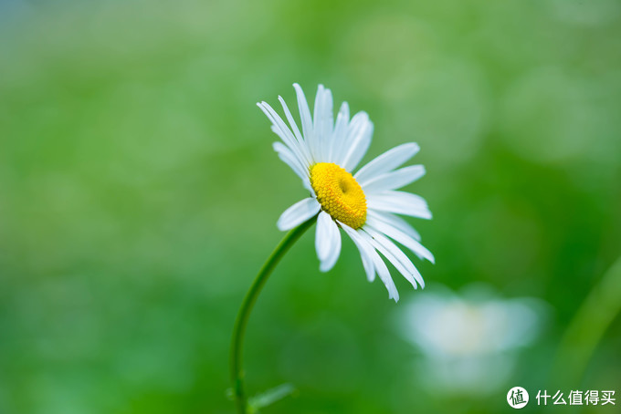 小花 适马105MM