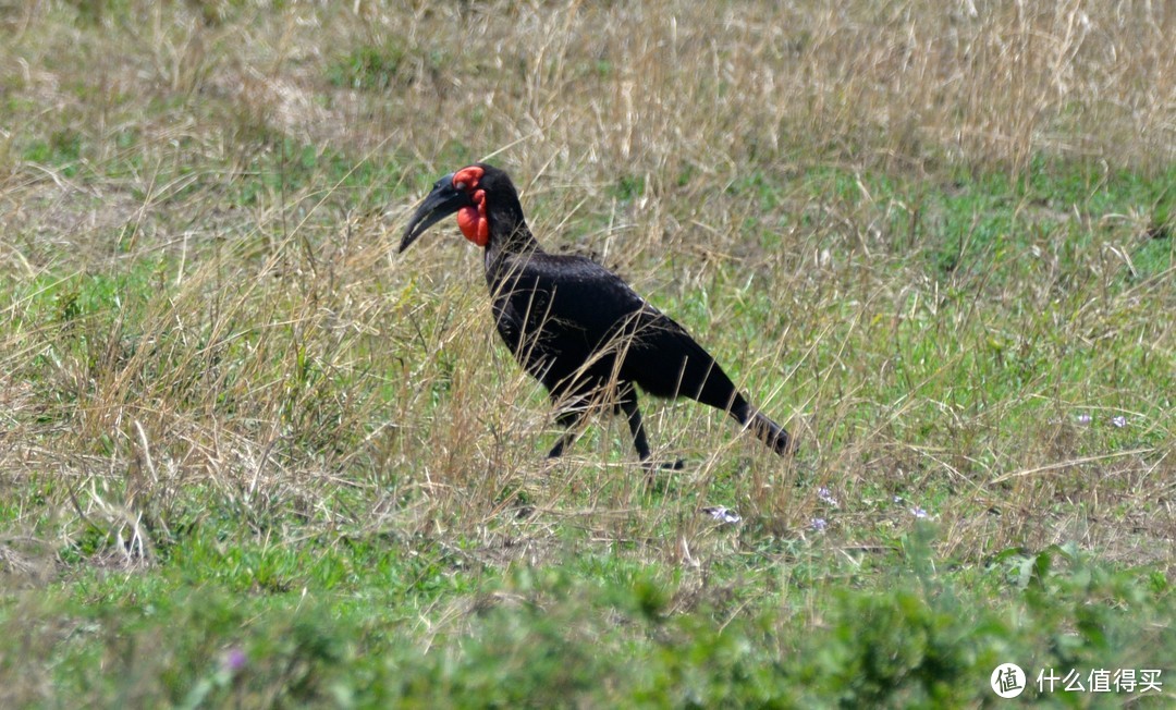 红脸地犀鸟（Southern Ground Hornbill），是犀鸟科中体型最大的鸟，全身体羽为黑色，喉部及喉囊为朱红色。