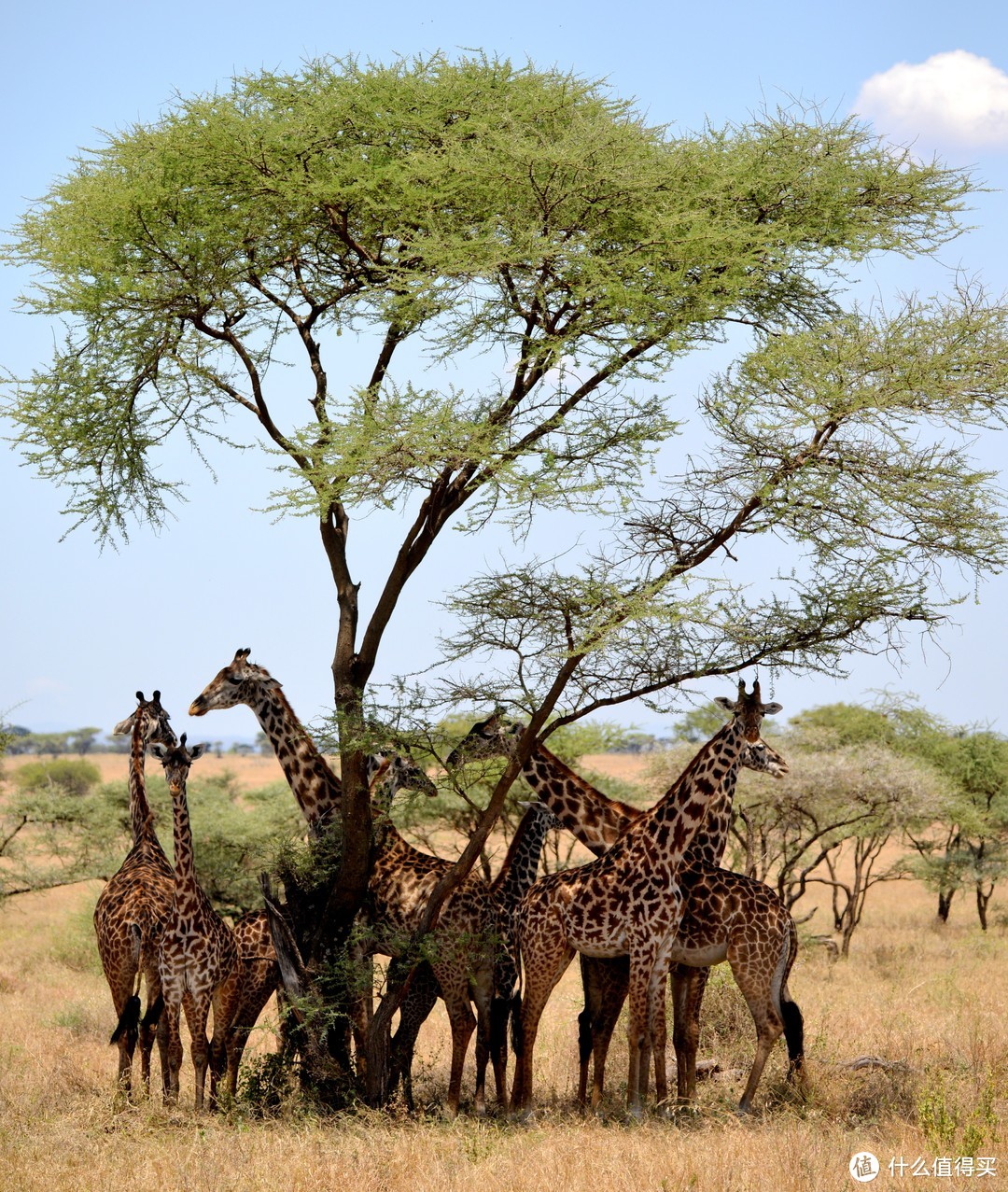 长颈鹿家族（Giraffe），共分为9个亚种，坦桑尼亚的是马赛亚种