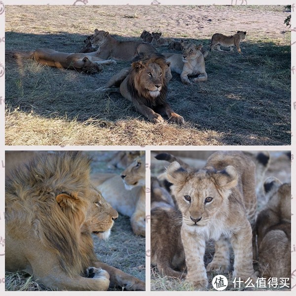 非洲狮一家在树荫下乘凉