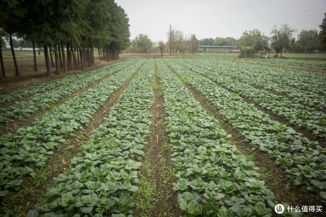 抓住蟹季的小尾巴，现在去阳澄湖吃大闸蟹性价比老高了