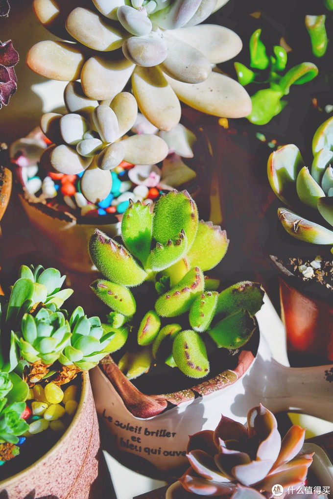 极度小心 这是一篇让你丧失理智的多肉植物种草指南 多肉 什么值得买