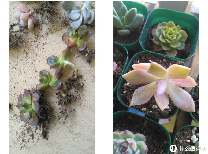 极度小心 这是一篇让你丧失理智的多肉植物种草指南 多肉 什么值得买