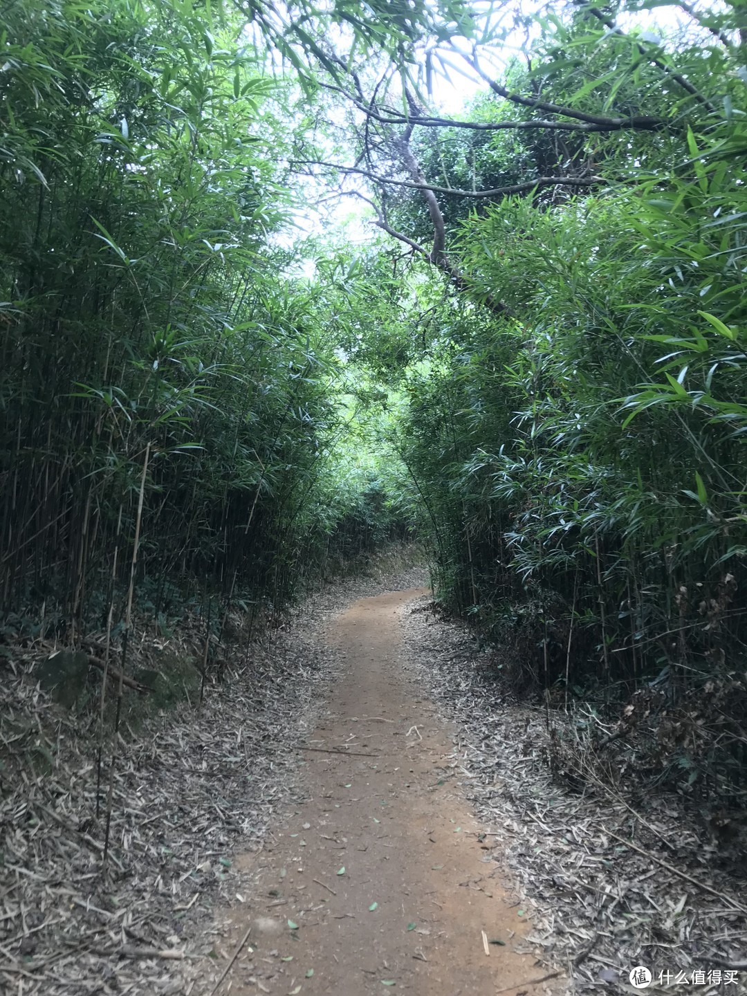 香港徒步—麦理浩径三四段之虐山行