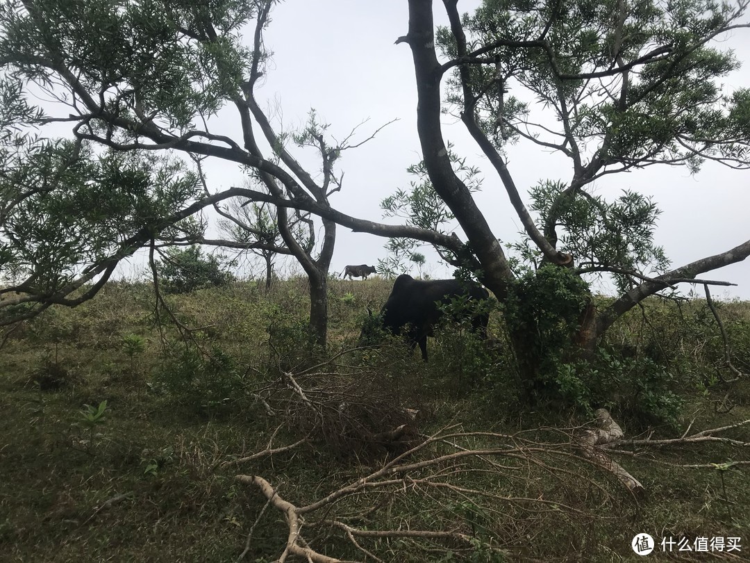 香港徒步—麦理浩径三四段之虐山行