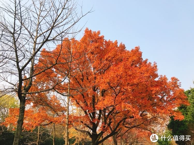 看万山红遍，层林尽染—南京秋日的美景打卡