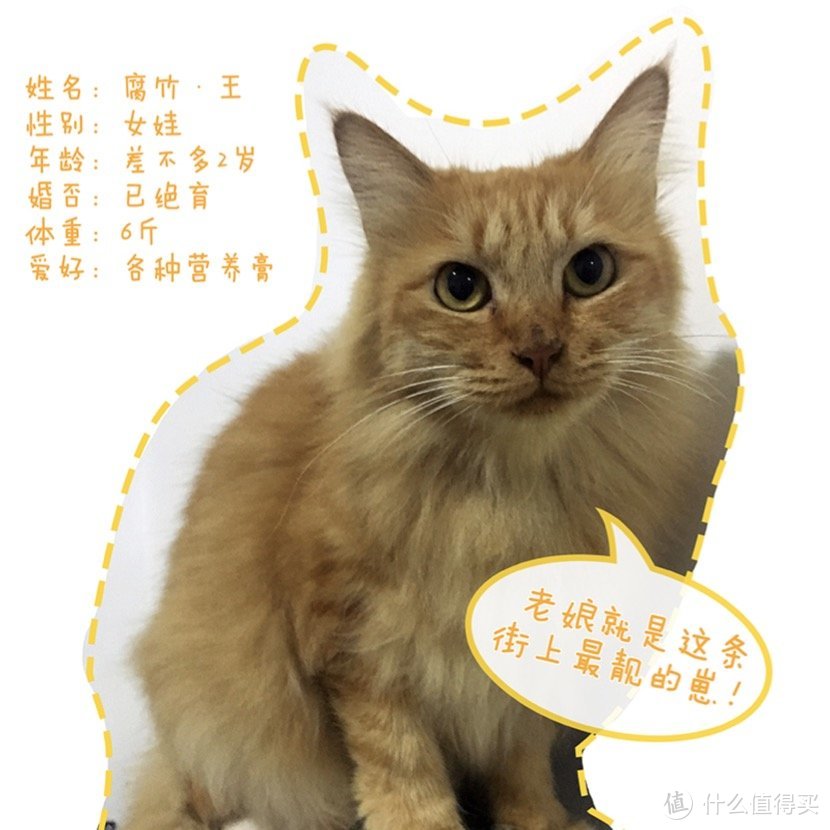 HolisticBlend活力枫叶·黑金系列深海鲜鱼猫粮和go猫粮对比评测