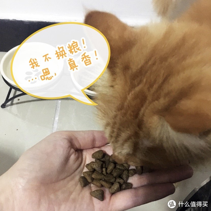 HolisticBlend活力枫叶·黑金系列深海鲜鱼猫粮和go猫粮对比评测