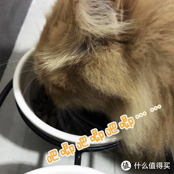 HolisticBlend活力枫叶·黑金系列深海鲜鱼猫粮和go猫粮对比评测