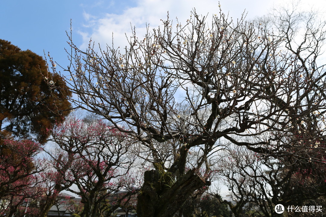 熊本市（熊本城）