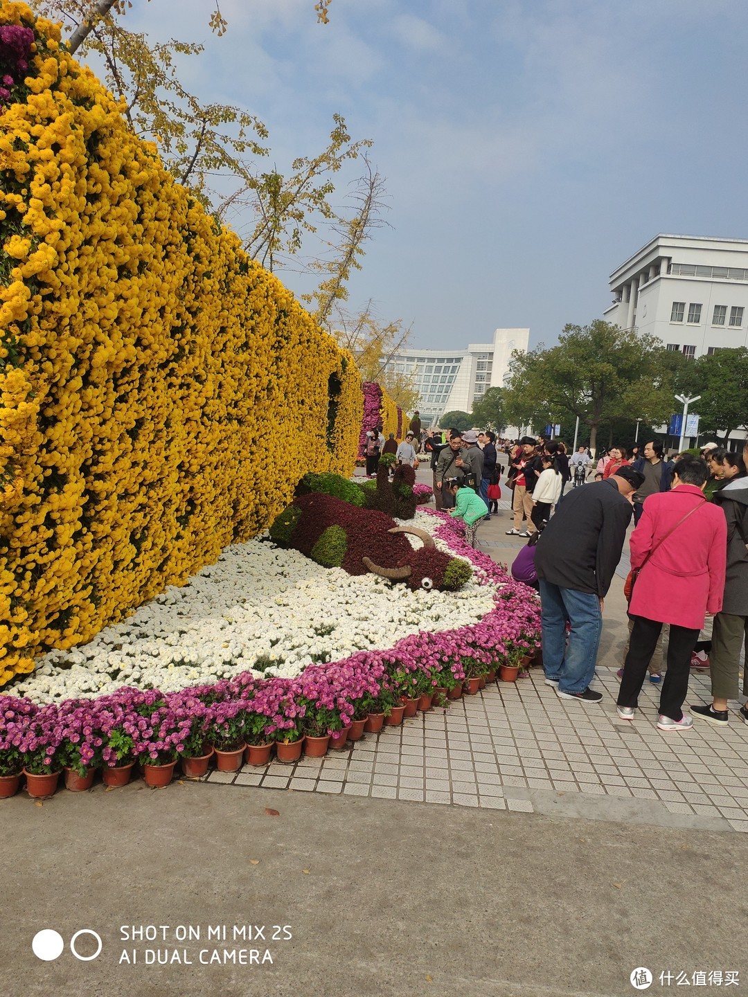 比公园更美的校园—上海大学宝山校区菊花节