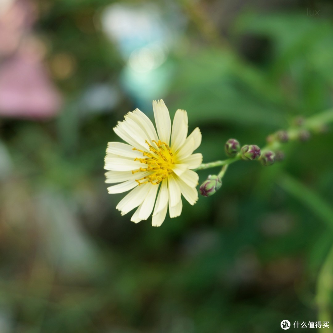 一拍一惜间 索尼α6300 + E PZ 18-105mm