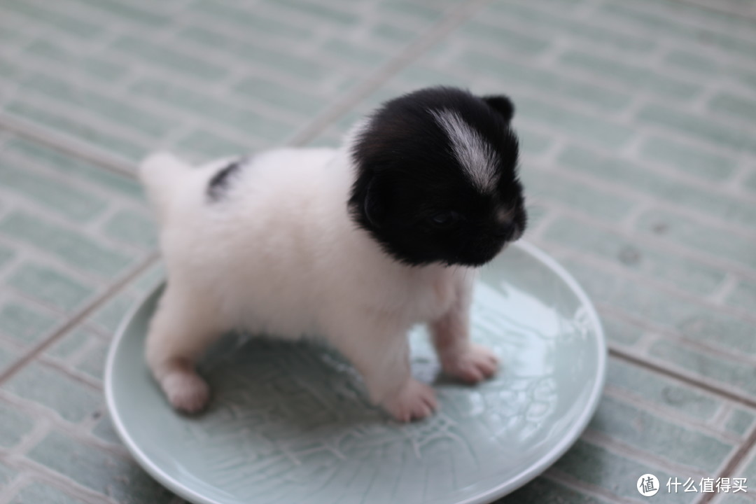 护食护窝狗狗纠正训练反面教材