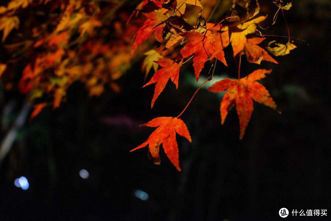 夜游一年只开二季的超级网红景点—京都琉璃光园攻略