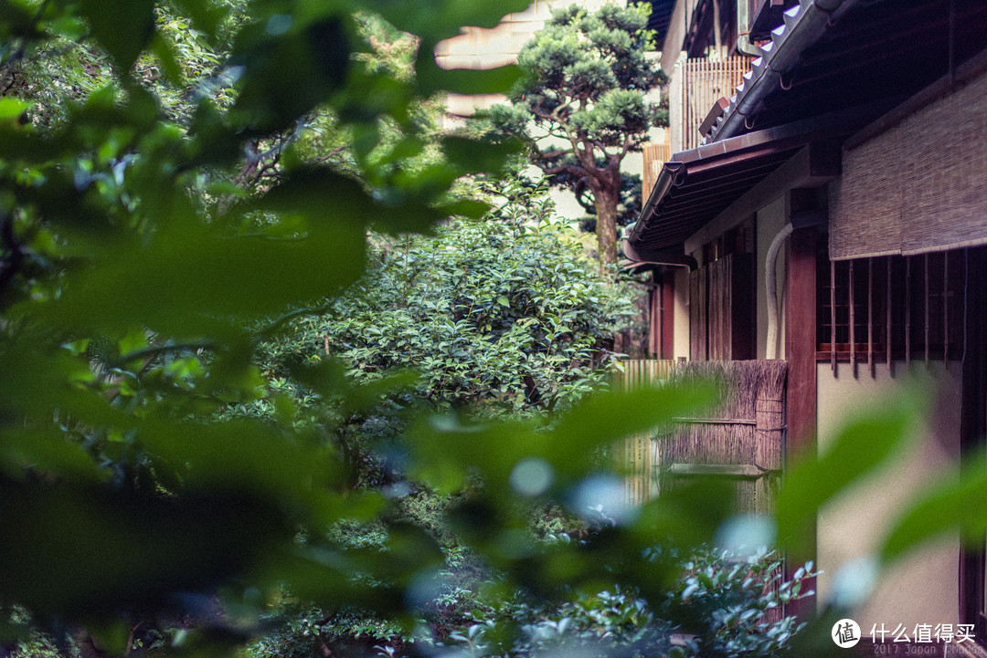 再访京都，稻荷山与花之绘姿