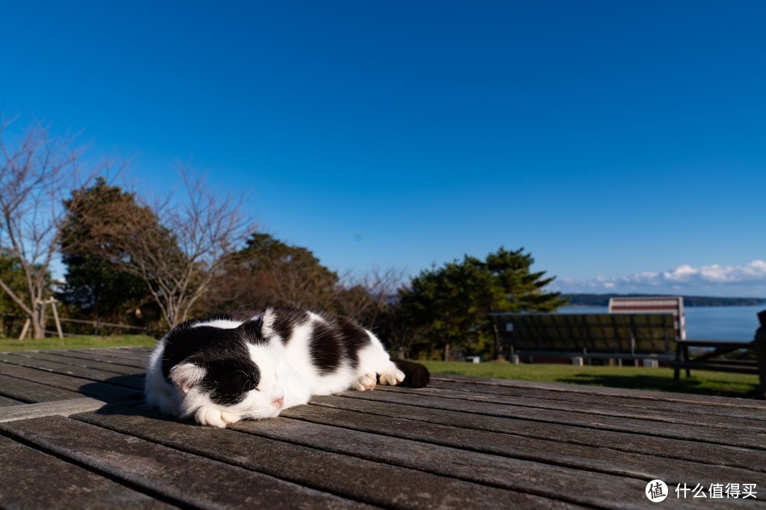 石卷市猫岛一日游（大量猫图）