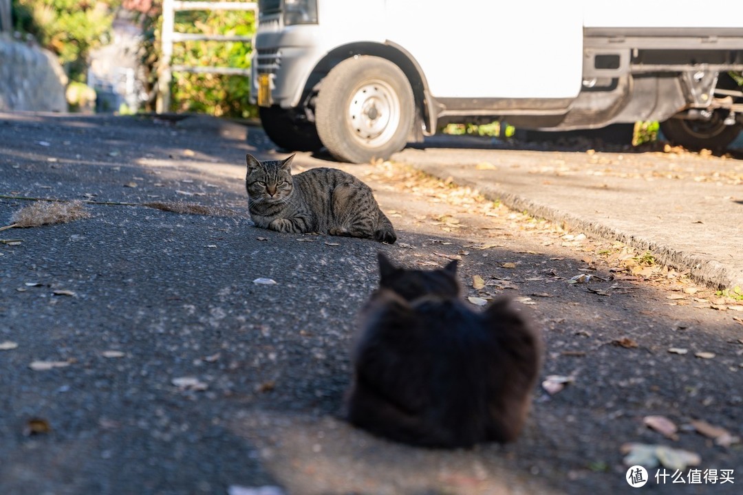 石卷市猫岛一日游（大量猫图）