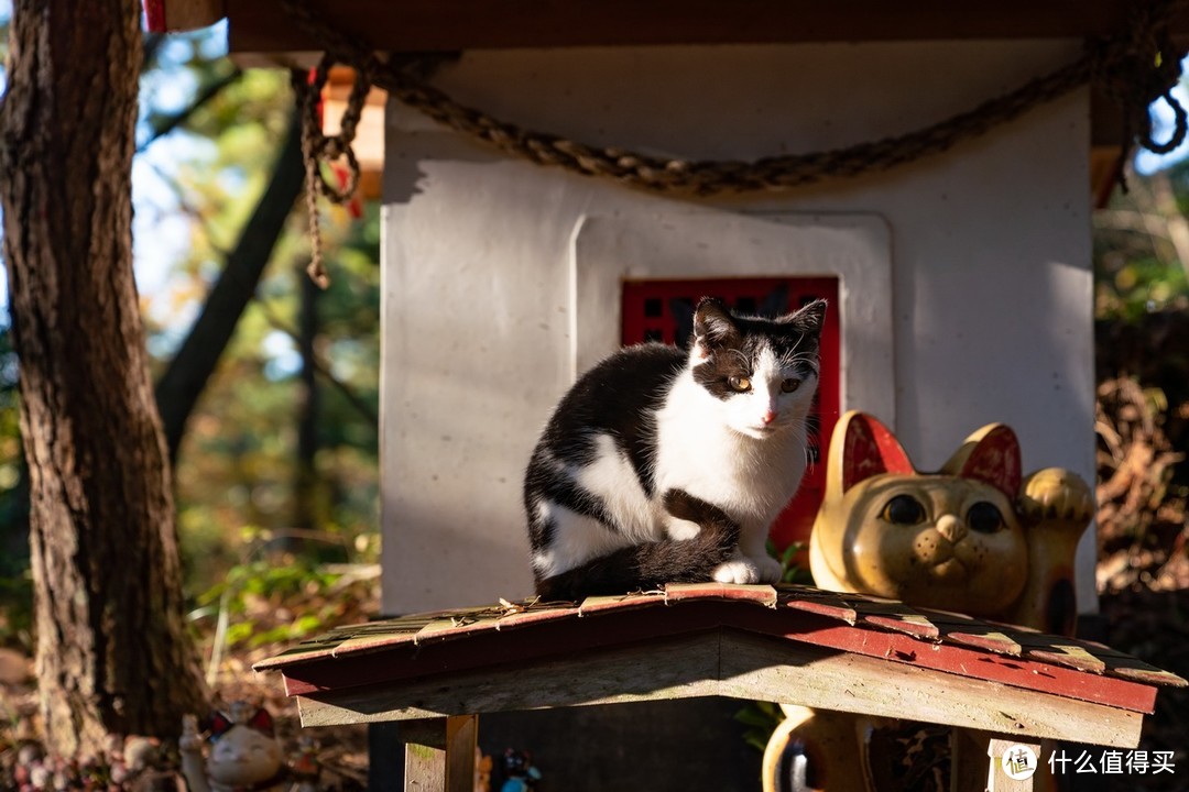 石卷市猫岛一日游（大量猫图）