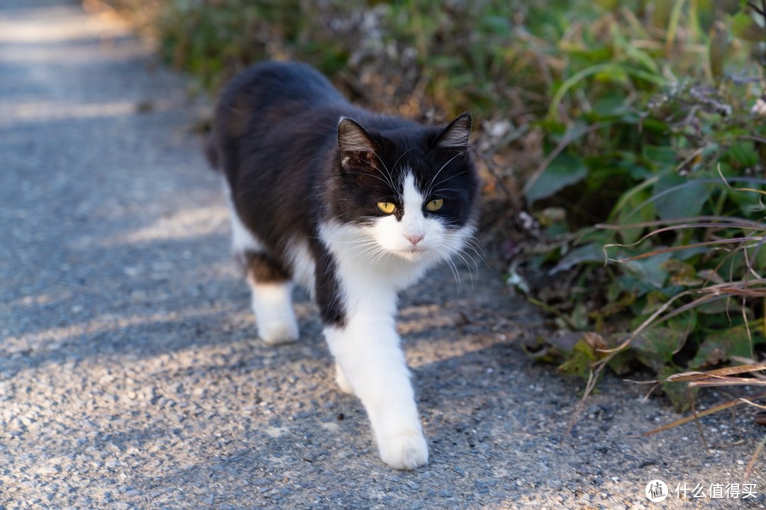 石卷市猫岛一日游（大量猫图）