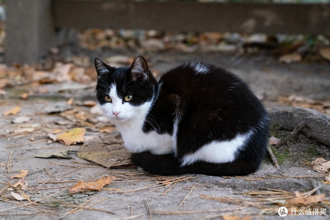 石卷市猫岛一日游（大量猫图）