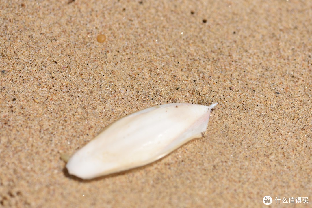 海滩上随处可见各式各样的海里动植物残骸，可惜找不到相对完整的。