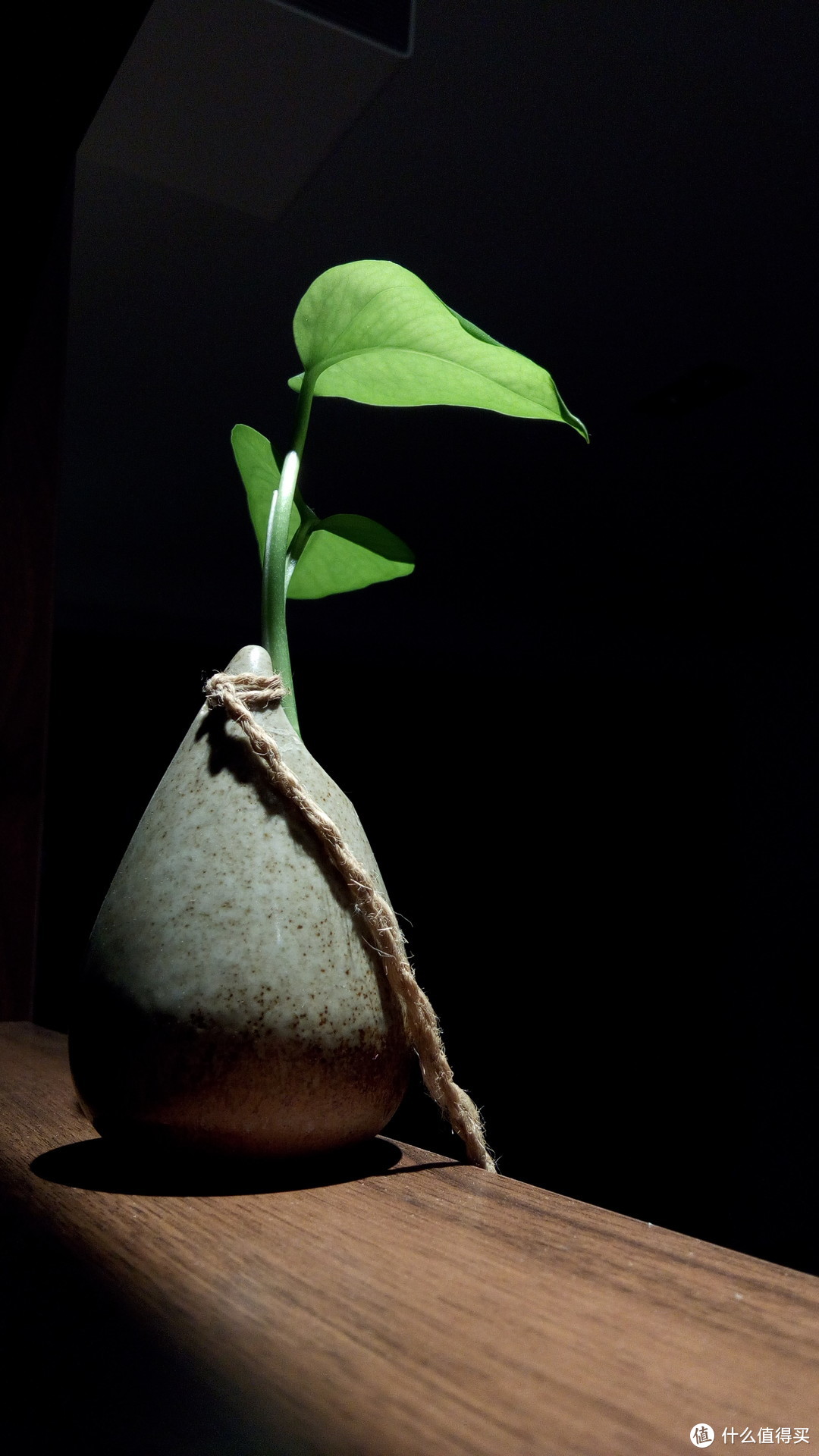 仙灵禁欲的极简风水培植物 能活的持久吗？花+水雾森林一个月生长情况