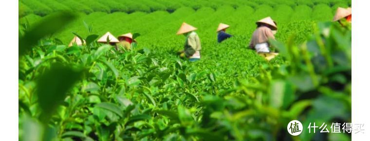 285项农残检测，这20款茶叶全部通过！我国优质茶叶不在少数！