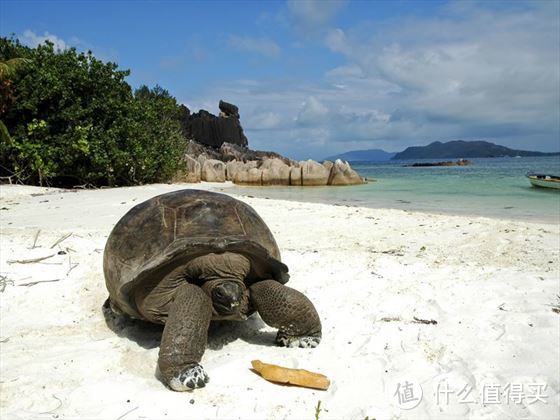 这个海岛有全球最美海滩之一，还免签！冬天就是要飞向温暖的地方啊~