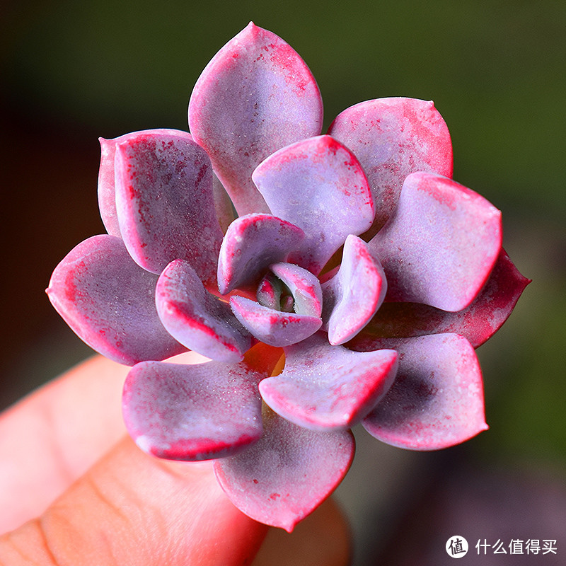 常年粉紫色的可爱小花——黛比，名字呆萌，颜色基本稳定在浅紫和粉紫之间