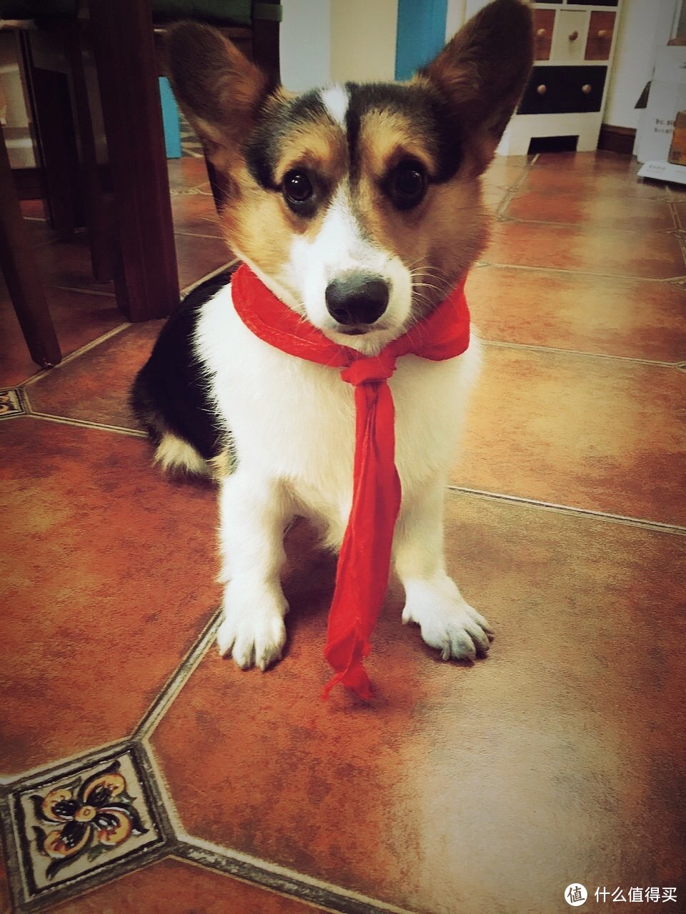 戴红领巾的狗表情包图片