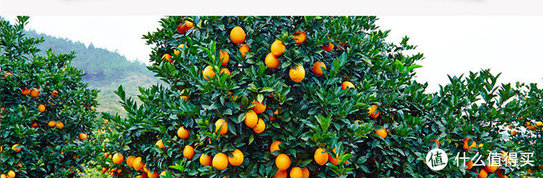 这个橙子有点甜—农夫山泉17.5°橙开箱体验