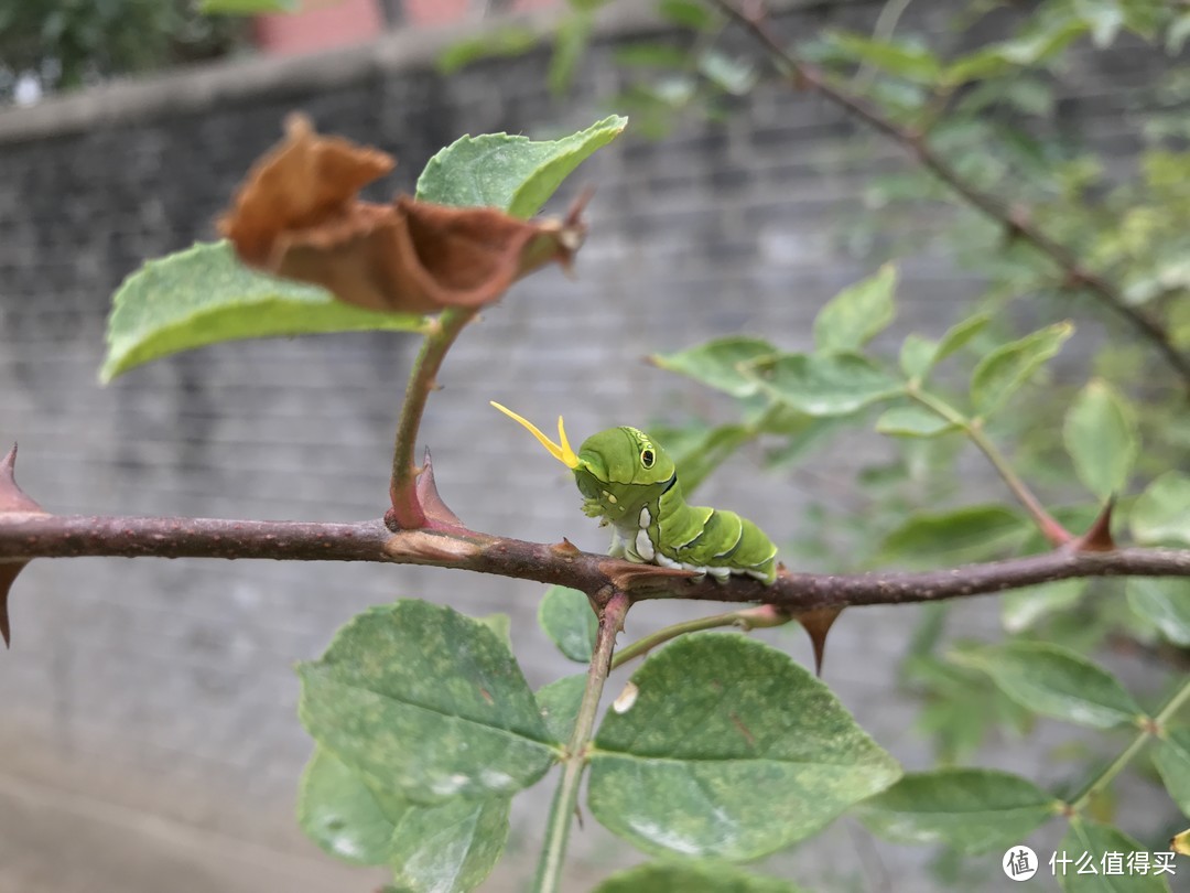 花椒树枝上的柑橘凤蝶四龄幼虫。可以看到幼虫此时处于防御状态，头顶伸出了两根黄色的触角。