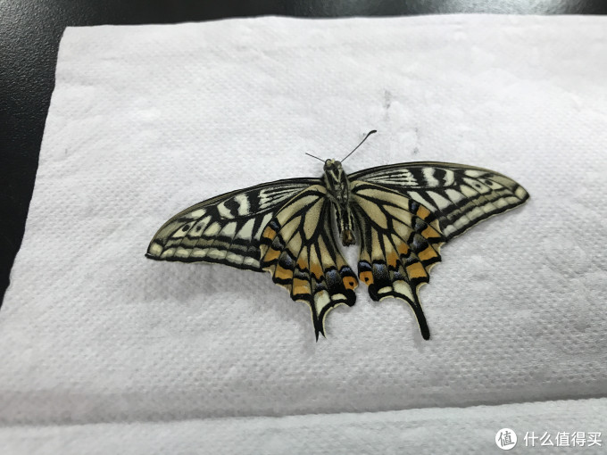 时间晶体篇一 定格每一个美好瞬间 柑橘凤蝶标本制作指南 装饰摆件 什么值得买