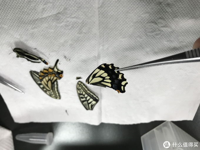 时间晶体篇一 定格每一个美好瞬间 柑橘凤蝶标本制作指南 装饰摆件 什么值得买