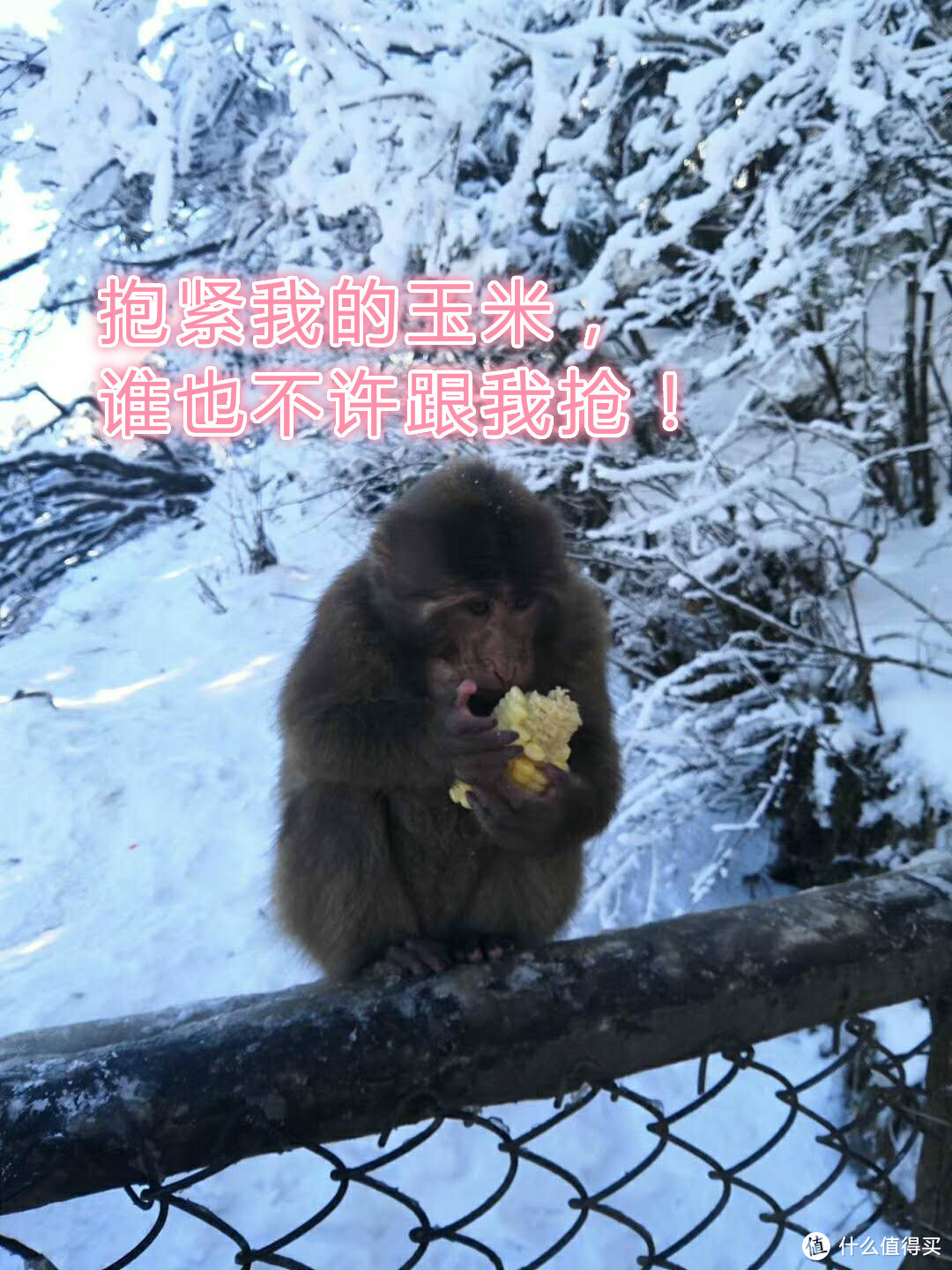 沐浴冬季里的佛光，追寻雪日里的朝阳—峨眉山之旅