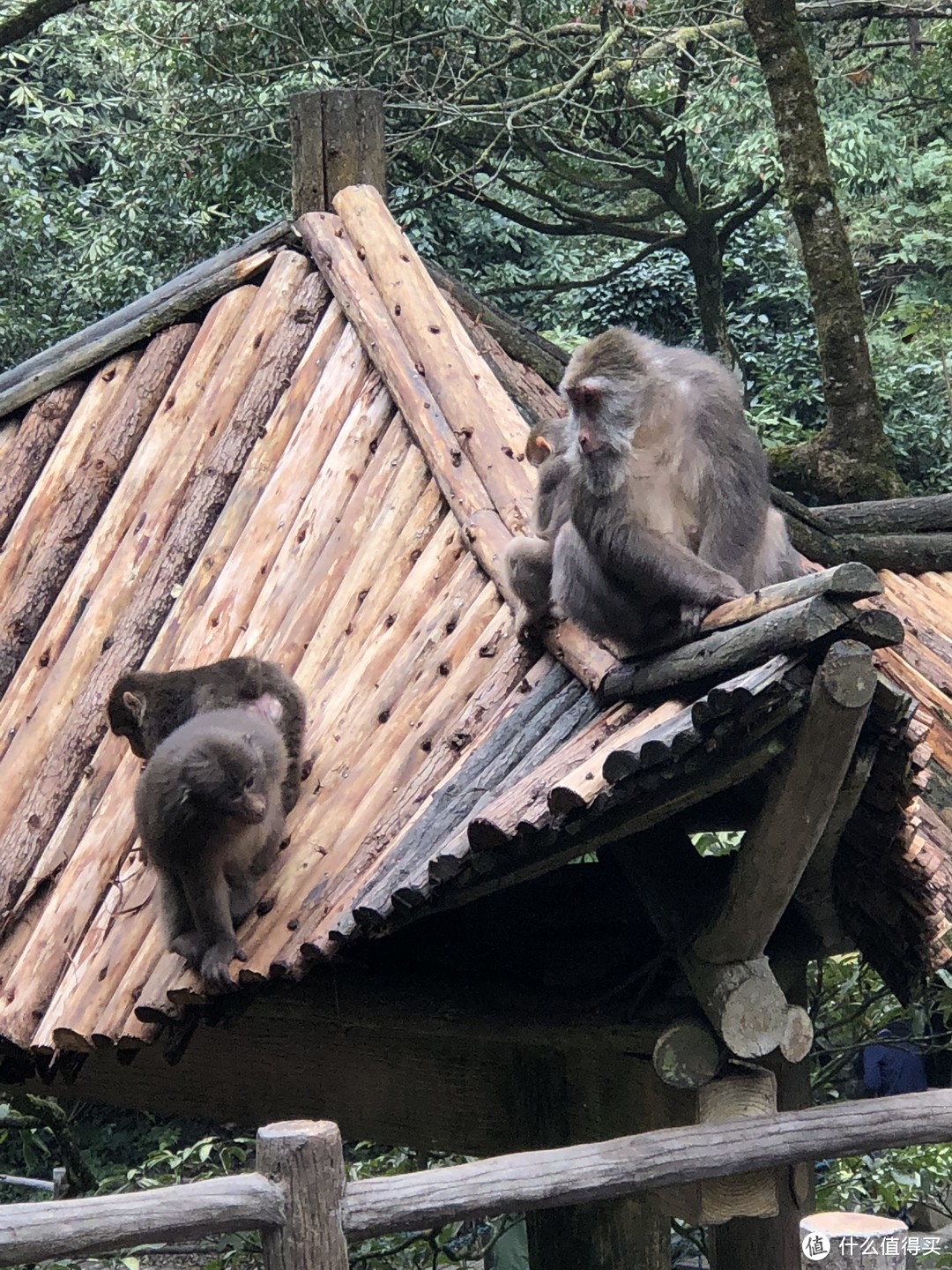 沐浴冬季里的佛光，追寻雪日里的朝阳—峨眉山之旅