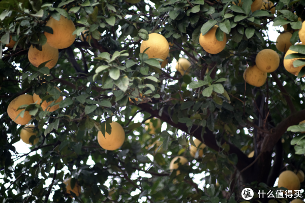 长沙有很多这样的柚子树，结出来的柚子都很小，味道也很涩，没法吃，只能当观赏。