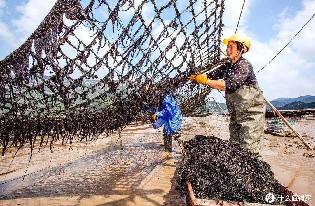 海的味道我知道—一碗潮汕风的南澳紫菜炒饭