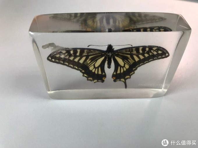 时间晶体篇一 定格每一个美好瞬间 柑橘凤蝶标本制作指南 装饰摆件 什么值得买