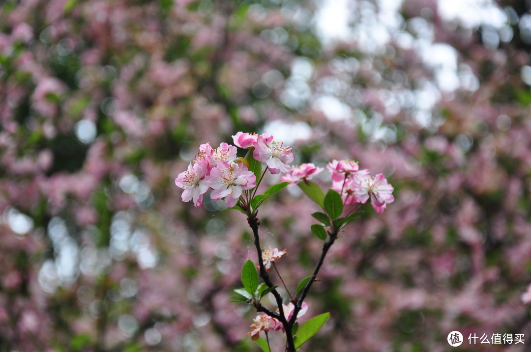 广场的话，一直是花 花 花