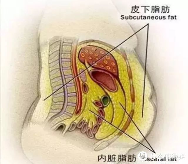 减肥没有那么难，这10个BBC用科学实验证实了的结论来看看！