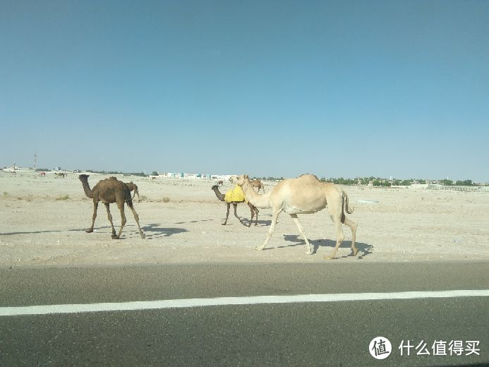 骆驼骆驼