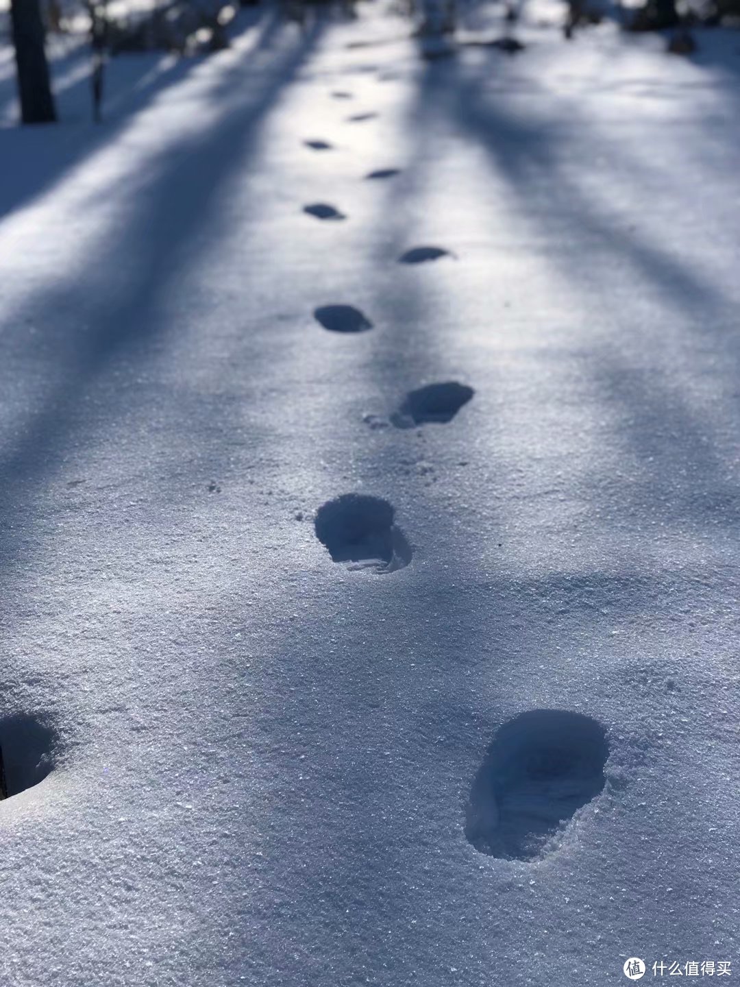 南方的傻子去看雪—雪乡避坑之行