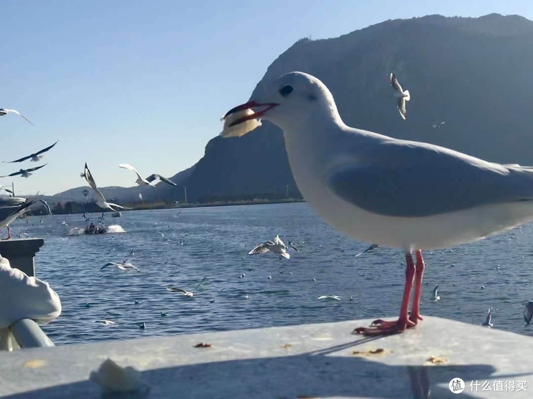 阳光+蓝天+樱花+海鸥+古城，我的元旦云南旅行