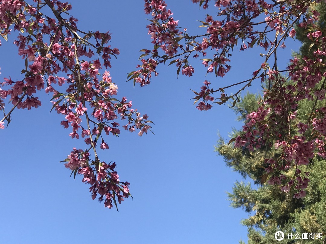 阳光+蓝天+樱花+海鸥+古城，我的元旦云南旅行