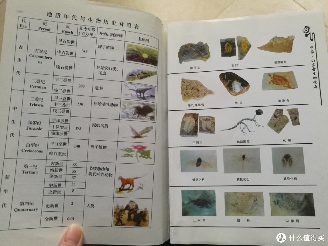 三叶虫古生物化石——迟来的奇葩物晒单